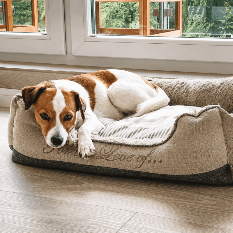 Endlich: Hundebetten fürs Wohnzimmer, die nicht aussehen wie aus dem Zoofachhandel