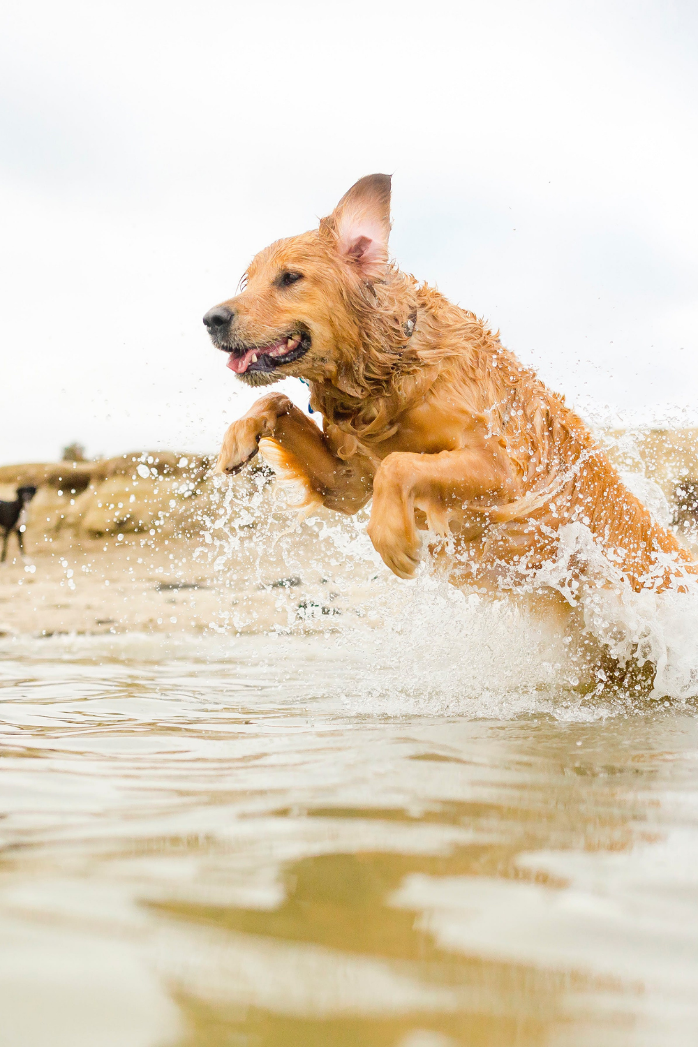 Hund springt begeistert ins Wasser – Hundepool im Sommer