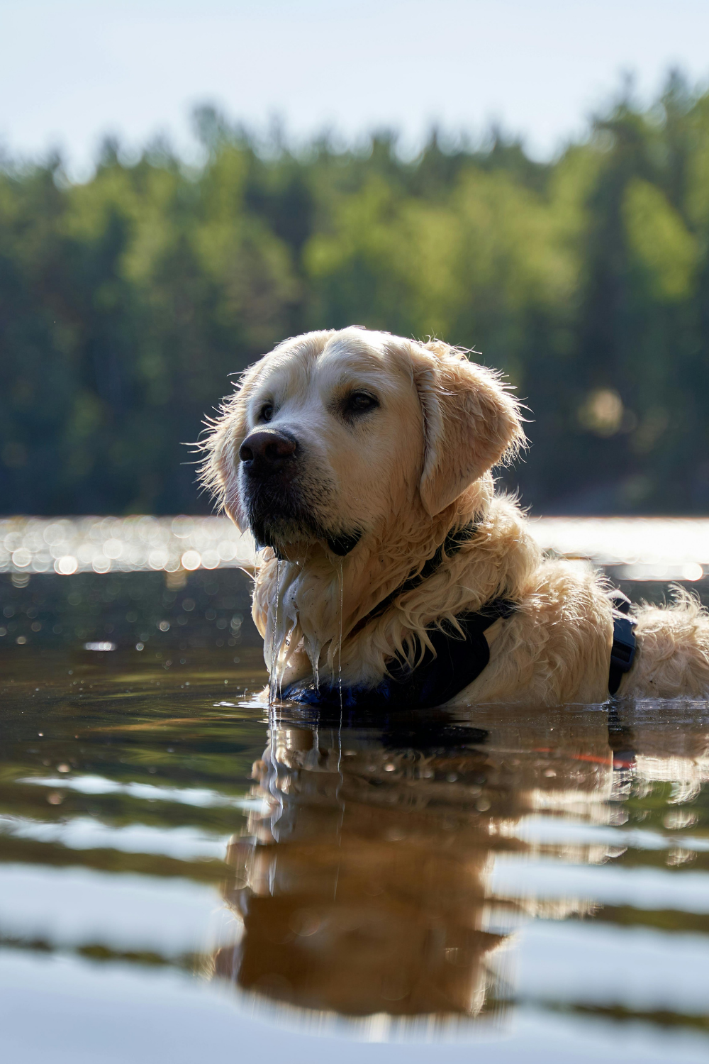 Hund steht ruhig im See – Sommer am Wasser mit Hund