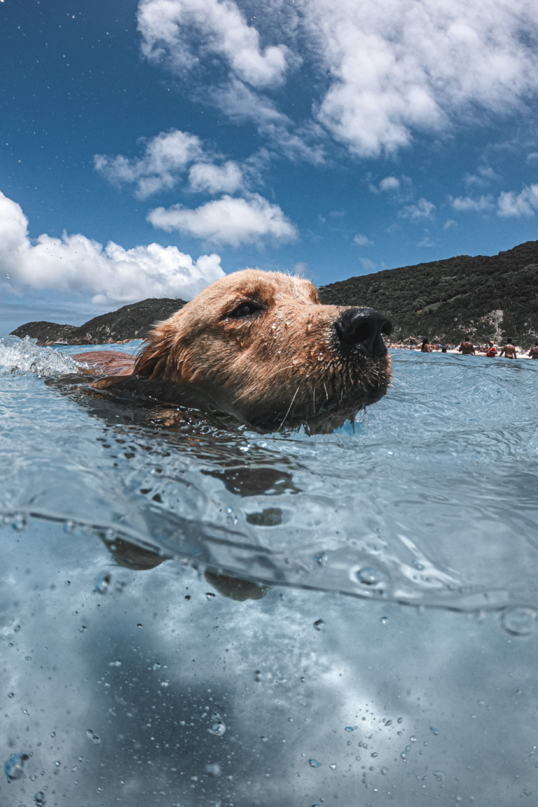 Hund im Sommer: Was wirklich kühlt – und was du dir sparen kannst