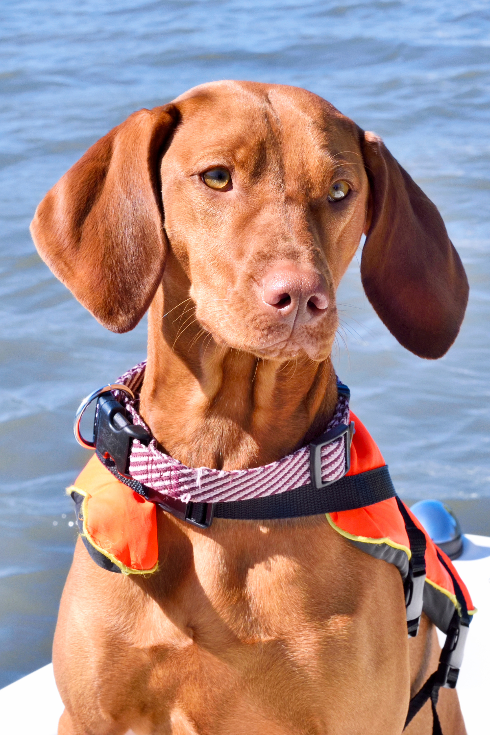 Hund trägt Schwimmweste auf dem Boot – Schwimmweste Hund
