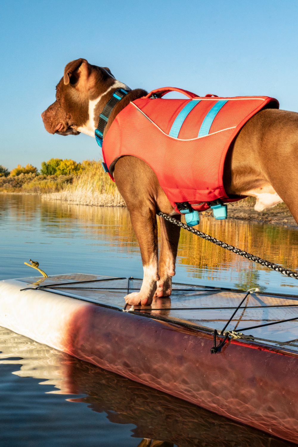 Hund steht auf dem SUP-Board – SUP mit Hund am Wasser