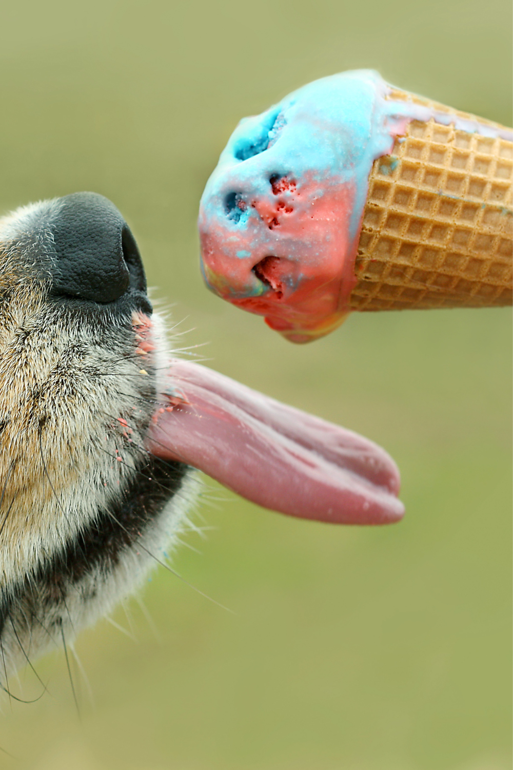 Hund leckt Hundeeis im Sommer – DIY Hundeeis selbst machen