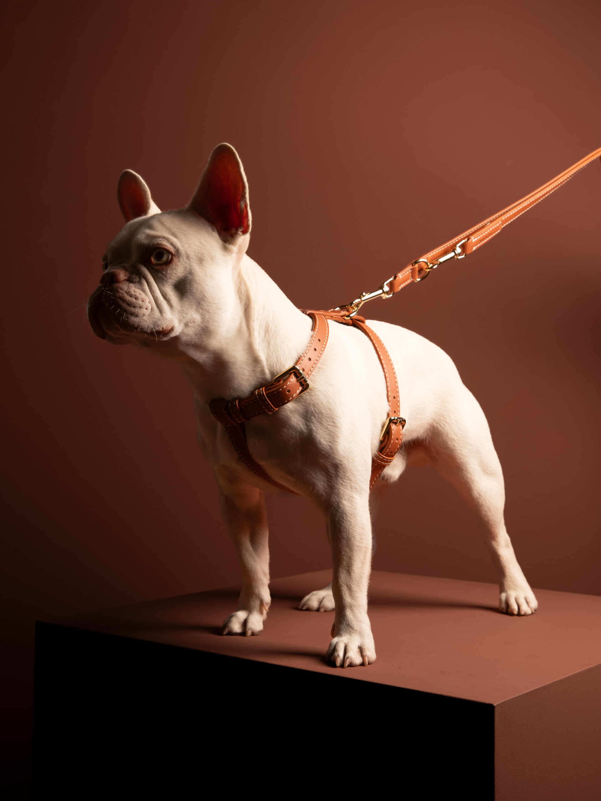 2.8 Design for Dogs Gabriele Ledergeschirr in Saddle Brown mit goldenen Beschlägen