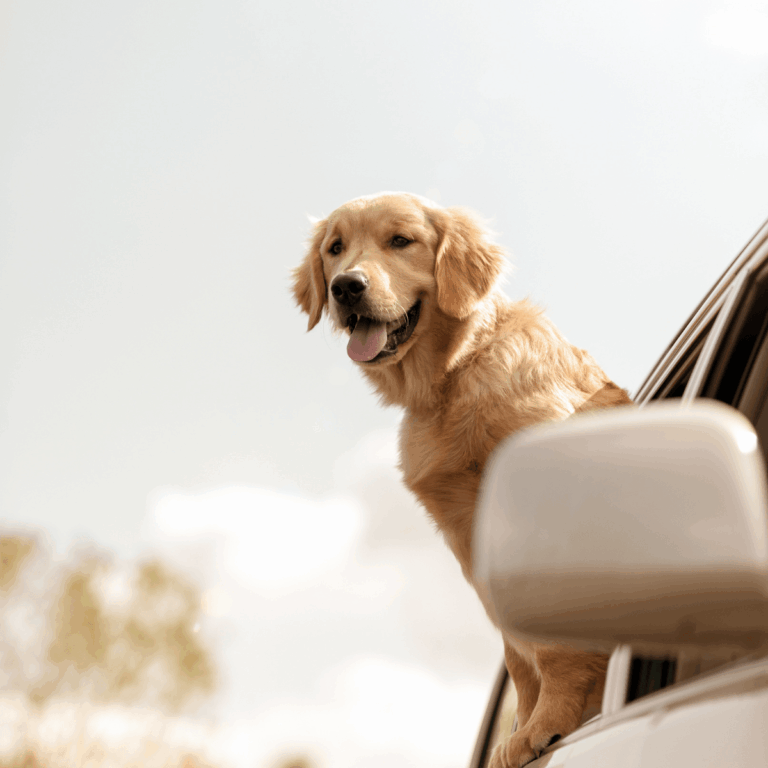 Reisezubehör für Hunde: 7 schöne Begleiter für Auto und Urlaub