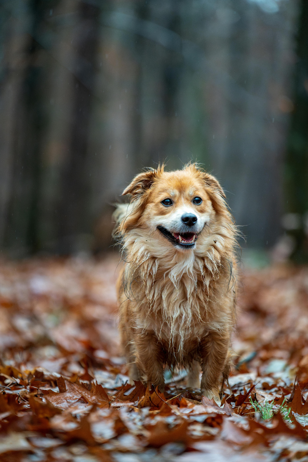Hund mit klatschnassem Fell im Herbstlaub nach einem Spaziergang im Regen