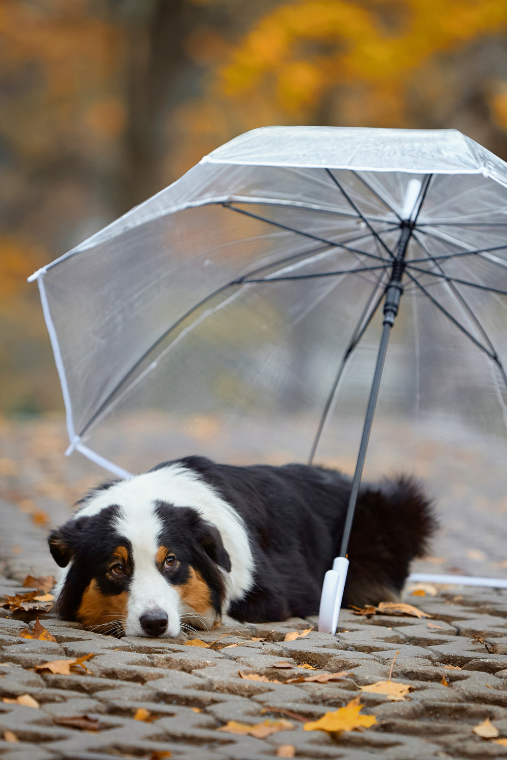 Hund unter transparentem Regenschirm im Herbstlaub – gemütlicher Regenspaziergang