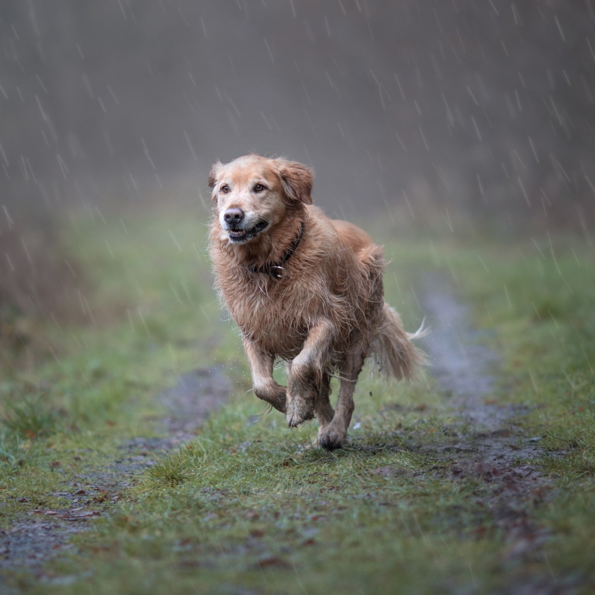 Regenmantel Hund: 5 stilvolle Modelle, die nicht nach Zoofachhandel aussehen