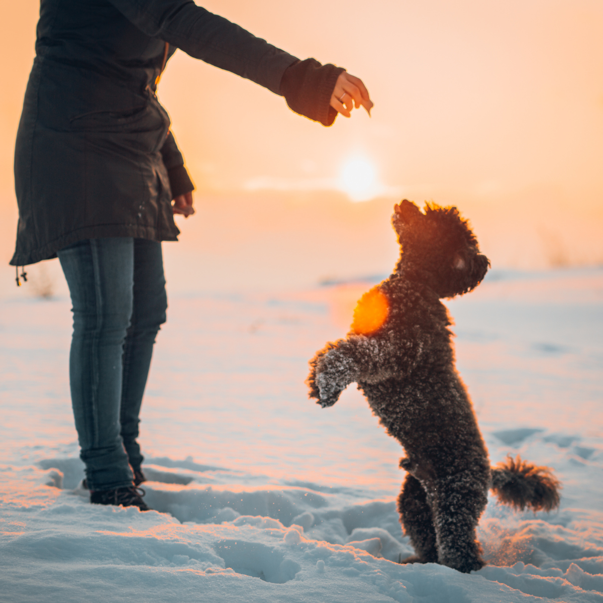 Frau in warmer Winterjacke mit Hund im Schnee