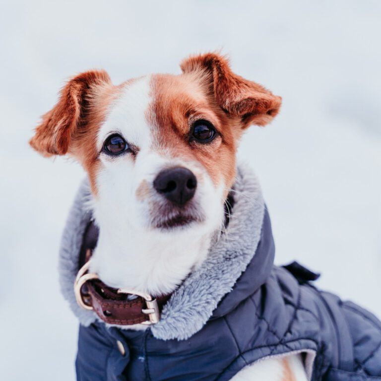 Hund im warmen Hundemantel im Schnee