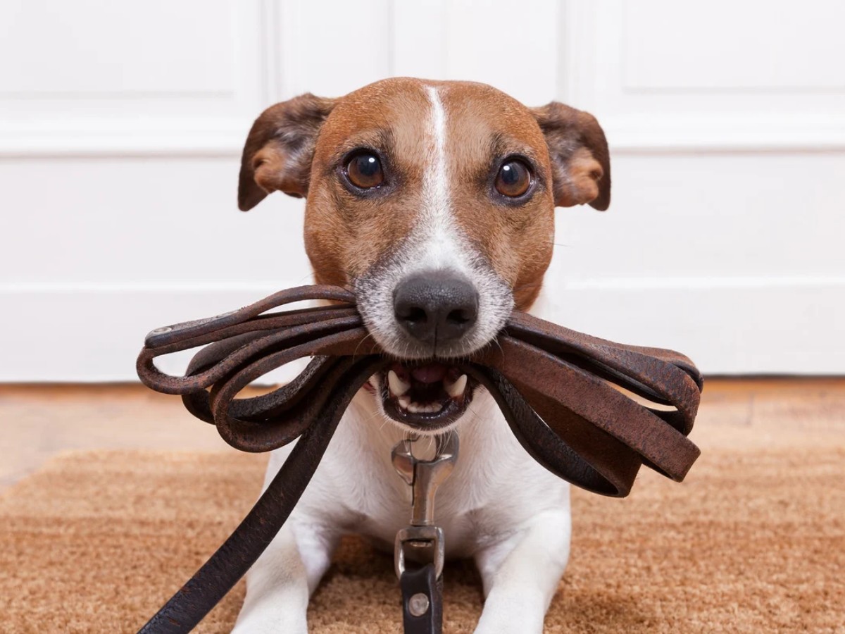 Hund hält eine braune Hundeleine aus Leder im Maul